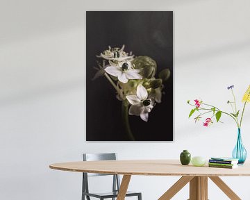 Witte Vogelmelk | Werk aan de muur bloemen van Sandra Hazes