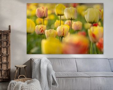 Kleurrijke Tulpen van Andius Teijgeler