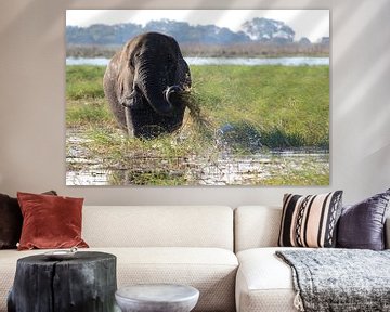 Olifant wast z'n eten in de Okavango Delta van Phillipson Photography