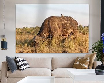 Grazende waterbuffel in de Okavango Delta, Botswana van Phillipson Photography