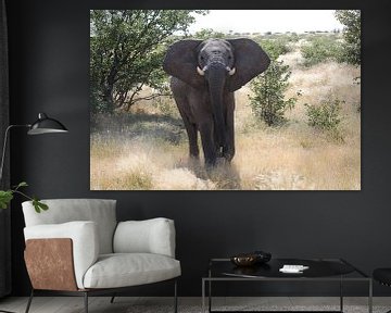 Aanstormende olifant in Botswana, Afrika | Wildlife fotografie