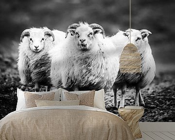 IJslandse schapen in weer en wind van Caroline De Reus