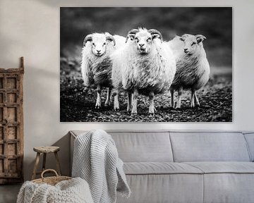 Isländisches Schaf von Caroline De Reus