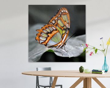 Macro shot d'un papillon coloré sur une feuille sur Cor Heijnen