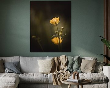Buttercup by Sandra Hazes