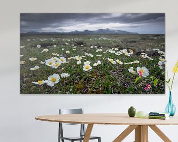 Flowers in the tundra by Sam Mannaerts