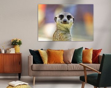 Le suricate regarde la caméra