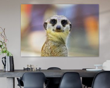 Meerkat looks at the camera