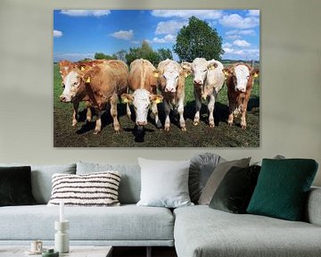 Zes koeien die naar de camera kijken van Frank Herrmann