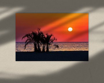 Des palmiers sur la plage au coucher du soleil