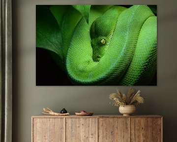 Morelia viridis Green tree python by Tessa Mulder