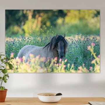 Konik-Hengst, Groesplaat