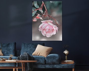 Roos in bloei van Flower and Art