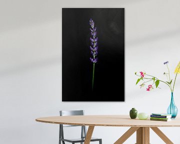 Lavendel von Zansu Fotografie