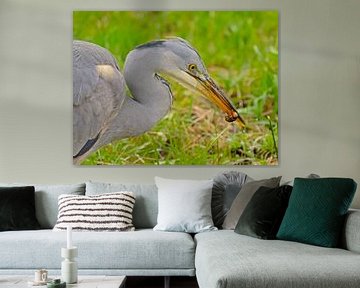 Young grey heron with prey in his mouth