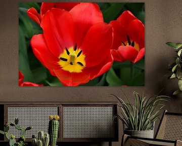 Tulipa Perferct Red