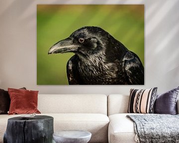 Raven by Arie Jan van Termeij