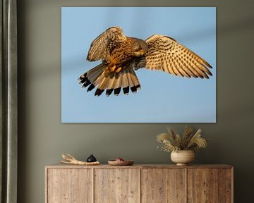 Kestrel in the evening sun in the attack by Arie Jan van Termeij