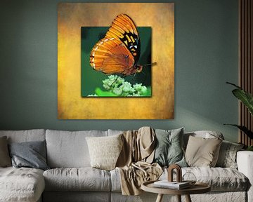 Butterfly | Butterfly van Dirk H. Wendt