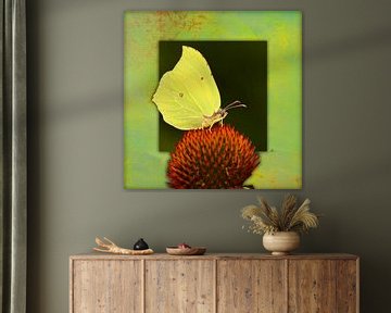 Vlinder | Citroen vlinder van Dirk H. Wendt