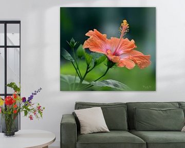 Hibiscus in de zomer (Hibiscus rosa-sinensis) van Flower and Art