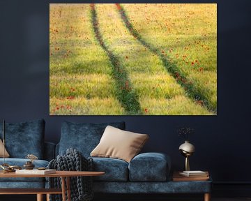 Poppy seed swab in a cornfield by Daniela Beyer