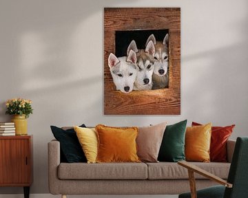 Drie husky puppy's