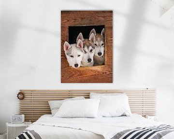 Drie husky puppy's van Melissa Peltenburg