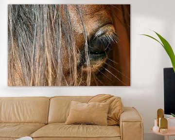 L'œil du cheval arabe sur Melissa Peltenburg