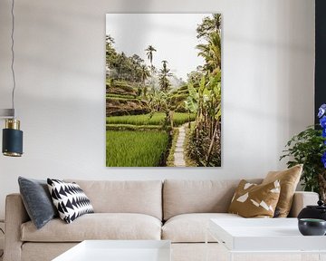 Tegalalang Rizière en terrasse / rizières Ubud Bali sur Photo Atelier