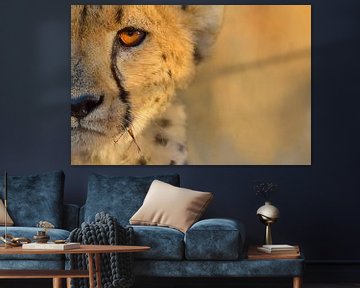 Cheetah van Loulou Beavers