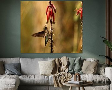 Kolibrie in de Mojavewoestijn van Christiane Schulze