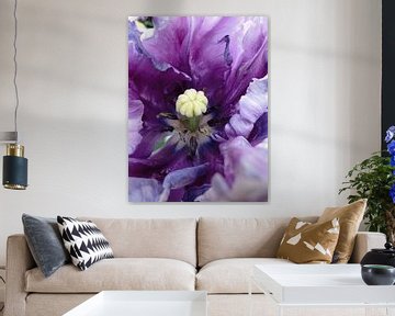 Violetkleurige tulp