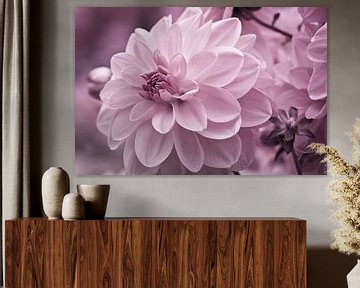 dahlia blossom purple by Jan Schuler