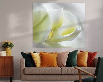 Witte orchidee ( Phalaenopsis orchid) van Flower and Art