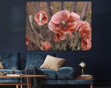 Mohn