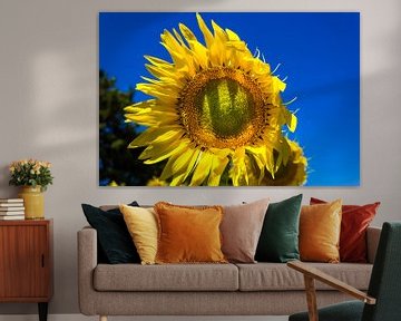 Sommer-Sonnenblume von Stefania van Lieshout