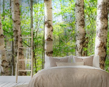 Birches in spring by Hannes Cmarits