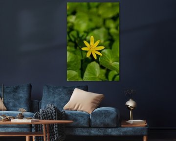 Kleine Celandine (Ficaria verna) van Alexander Ludwig