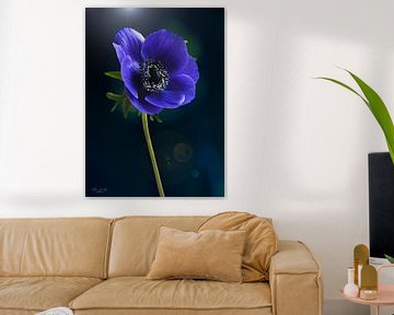 Blaue Anemone (Anemone coronaria) von Flower and Art
