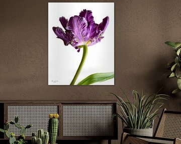 Paarse Franse tulp ( Parrot tulip) van Flower and Art