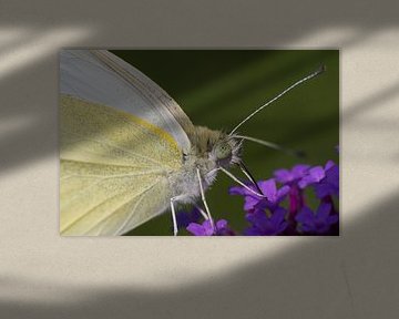Vlinder close-up