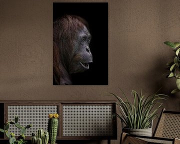 Porträt eines Orang-Utans auf dunklem Hintergrund Version 2 von Ron Meijer Photo-Art