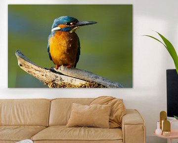 Kingfisher on branch by Gerwin Hoogsteen