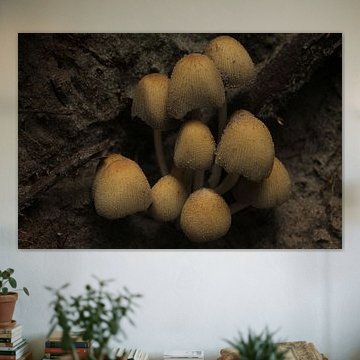 Pilze in voller Pracht