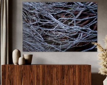 Roots of a heather plant - Botanical interior by Linda Bouritius