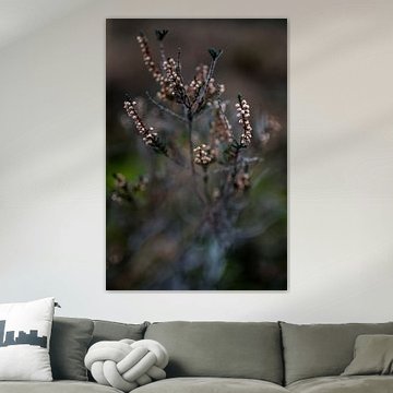 Close-up heide in de winter - botanische interieur