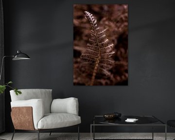 Red-brown fern plant in winter - botanical interior by Linda Bouritius