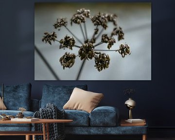 Tête de livèche (Levisticum officinale) en automne ou en hiver sur un fond gris, concept wabi sabi,  sur Maren Winter