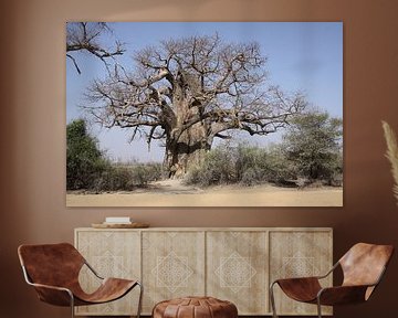 Baobab van Petervanderlecq